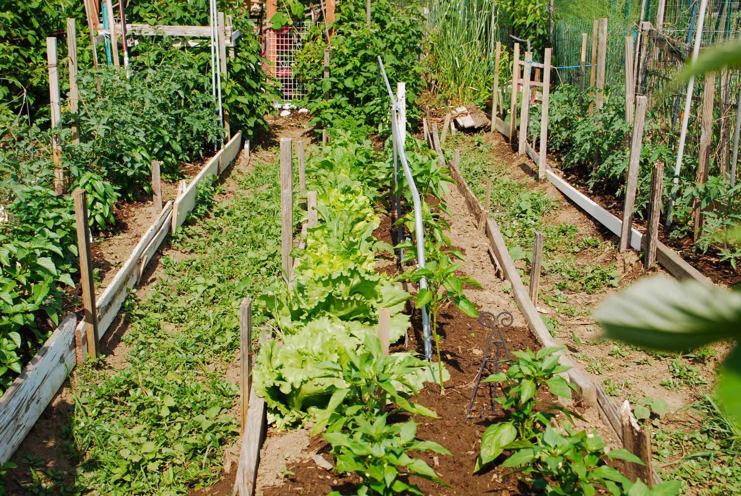 A sunlit garden plot featuring raised rows framed by wooden borders. Leafy green lettuce and pepper plants grow down the middle bed, flanked by tall tomato plants tied to wooden stakes on both sides.