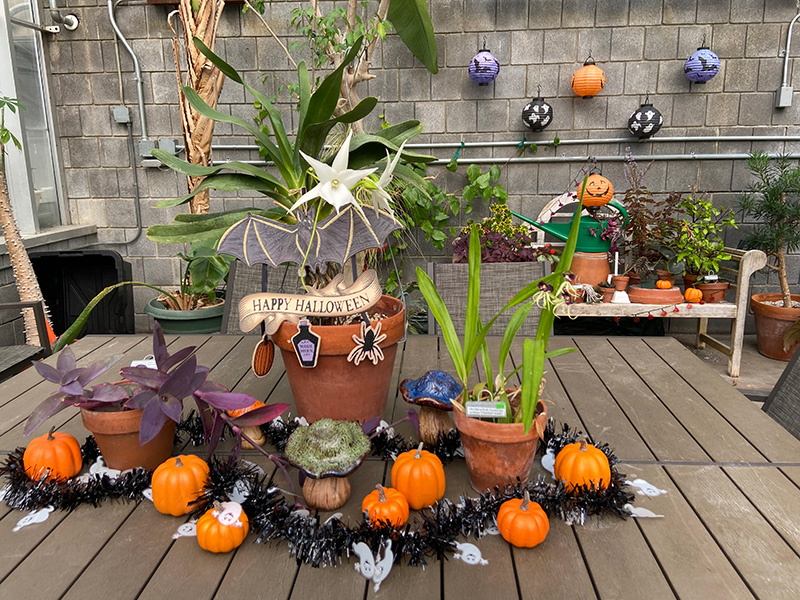 Potted plants, miniature pumpkins, and a bat decoration surround a “Happy Halloween” sign on a greenhouse table.