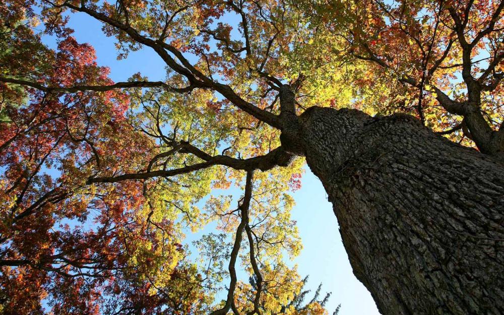 Sunny Tree