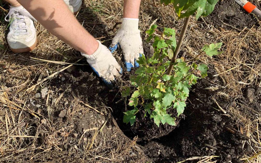A closeup shot of a person planting a tree.