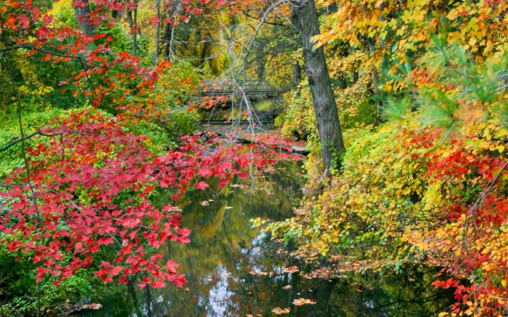 Photo of Casperkill Creek running down the middle framed by fall foliage