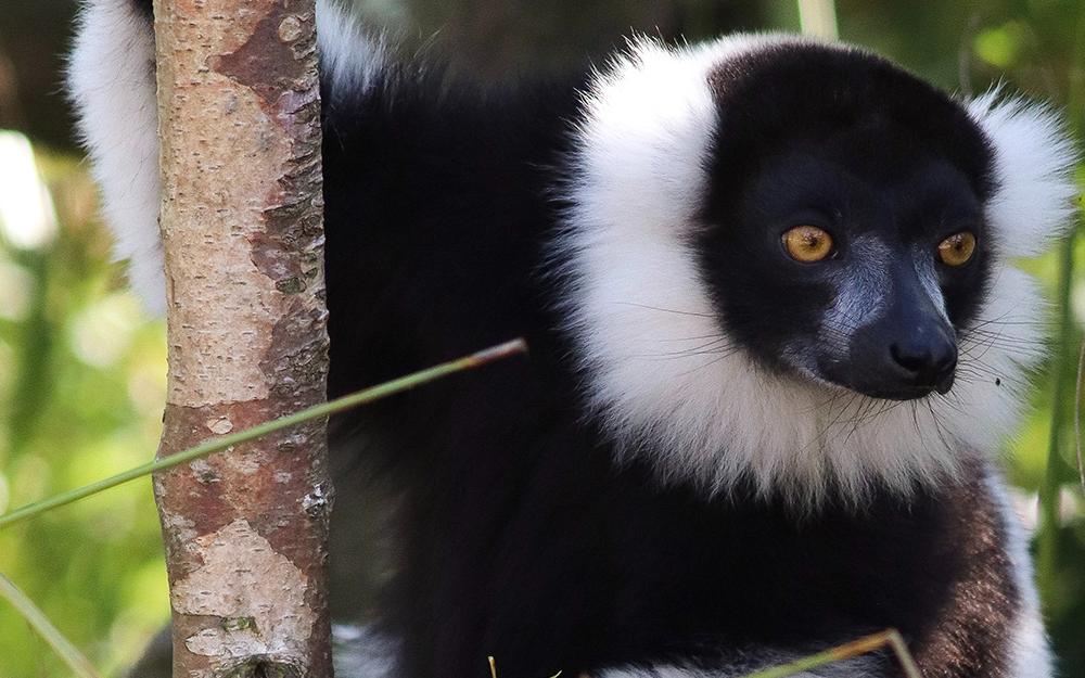 Close up of a black and white ruffed lemur