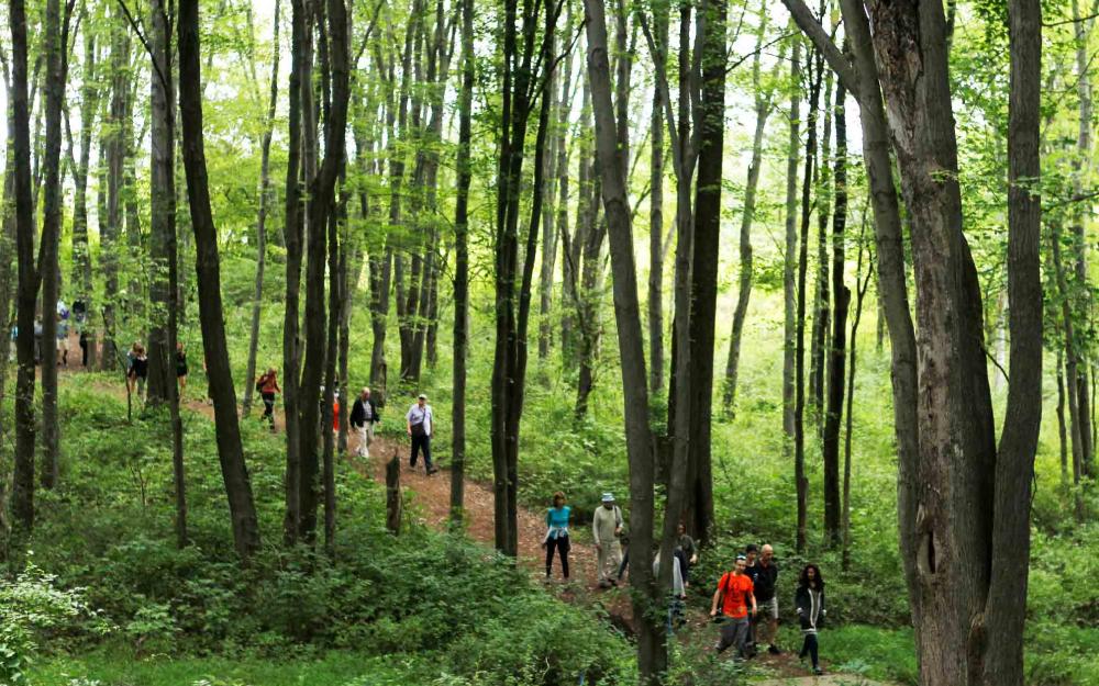 students walking through nature trail