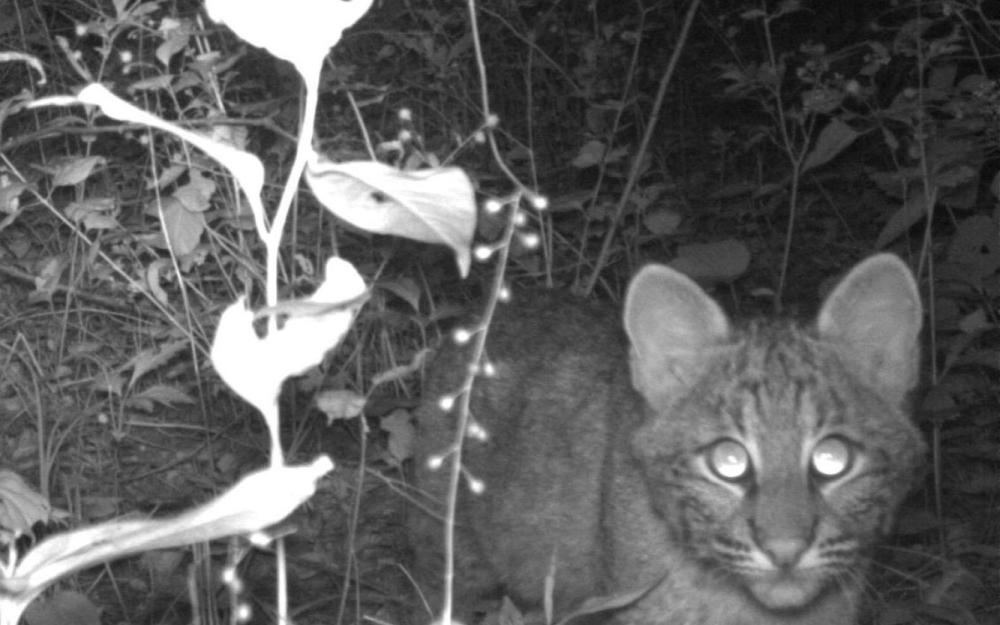 Night vision photo of a bobcat.