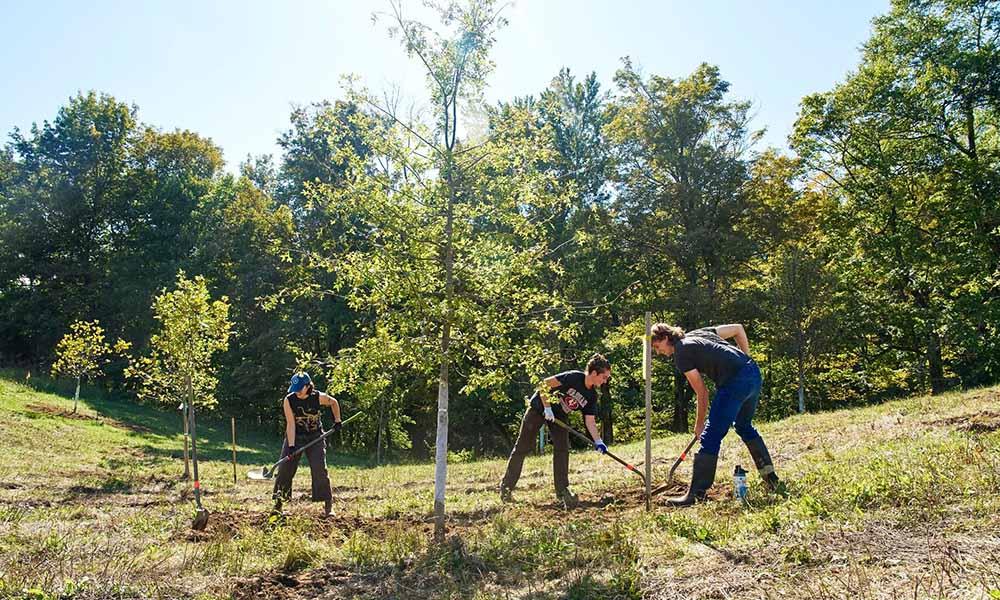 A group of students using shovels to plant young trees in an open space with tall trees in the background.