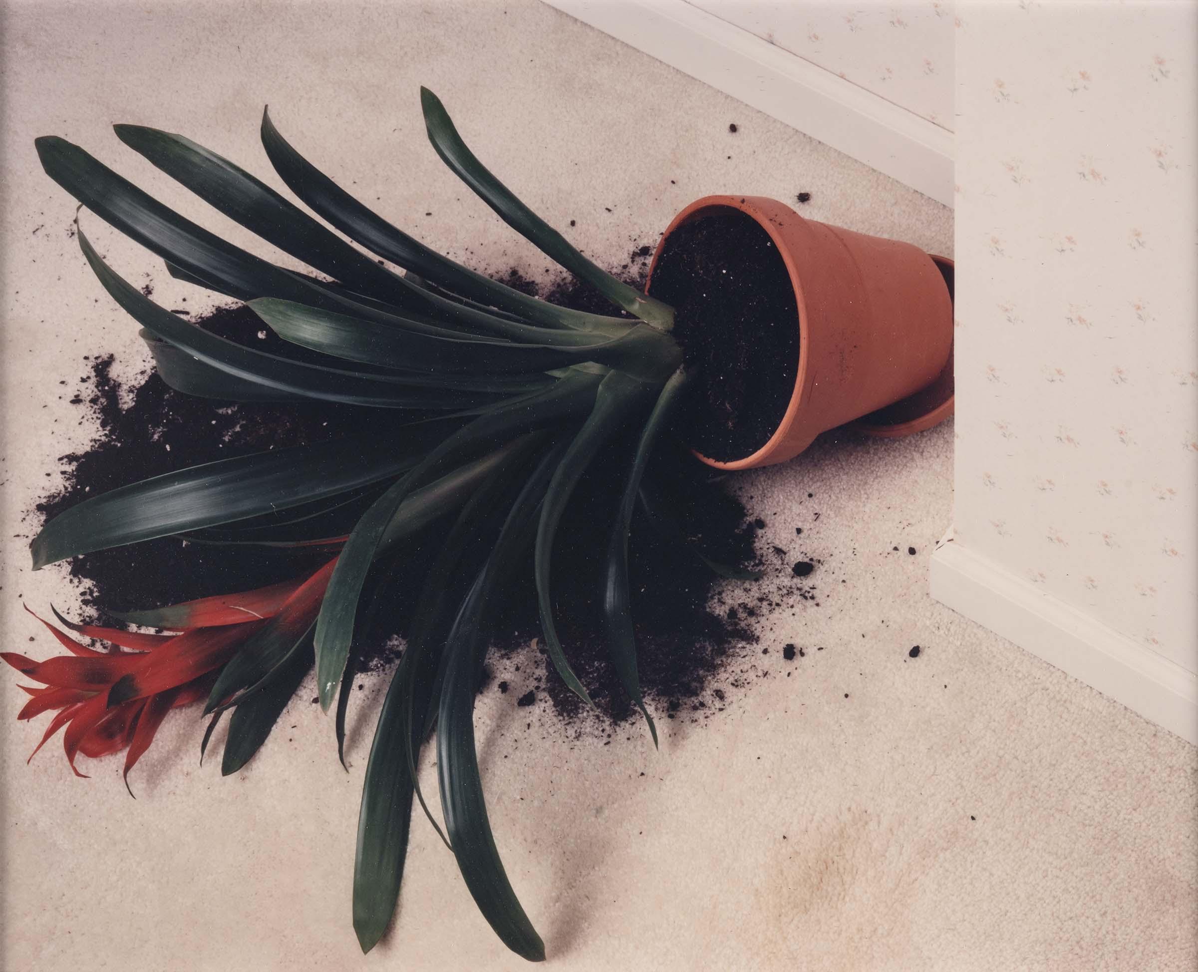 Ooops-1 by Roe Ethridge, Photograph of a toppled potted plant lying on a carpeted floor with spilled soil and a red flower extending from the fallen pot.