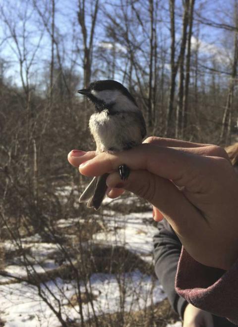 A chickadee being held in a researcher's hand.