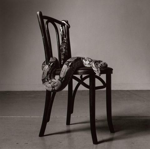A black and white photo of a wooden chair with a large boa constrictor draped on it. The boa constrictor is named Skippy.