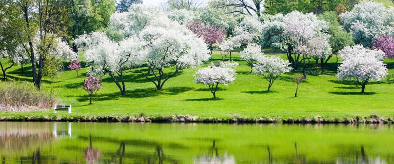 White and pink blooming trees at Sunset Lake