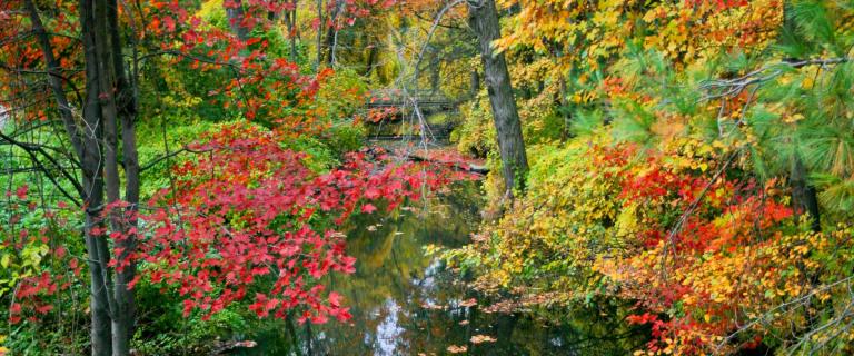 Photo of Casperkill Creek running down the middle framed by fall foliage