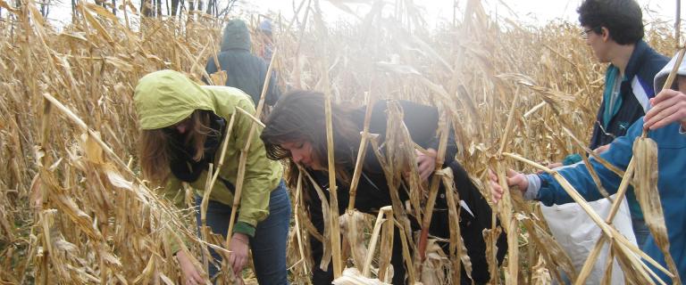 Students working in a corn field