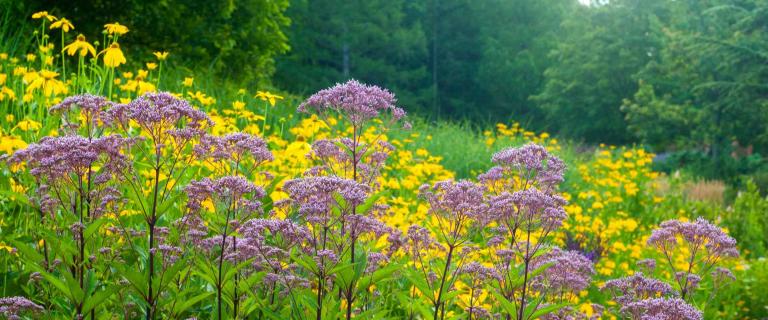 Pkuwiimakw Joe-Pye-Weed in a field.