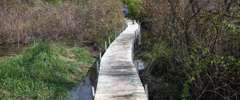 Wooden boardwalk winding through a swampy marshy area.