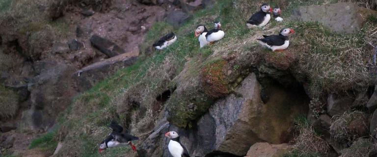 A group of Atlantic puffins with bright orange beaks perch on a grassy, rocky cliffside.