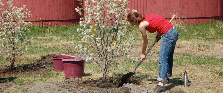 A person in a red sleeveless shirt and jeans uses a shovel to plant a young flowering tree in a sunny yard with two empty planting tubs nearby, and a large red wooden building in the background.