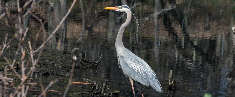 A large bird (Crane) with a long neck and legs standing in a swampy pond.