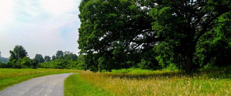 Gravel road turning around a tree with a large field in the background.