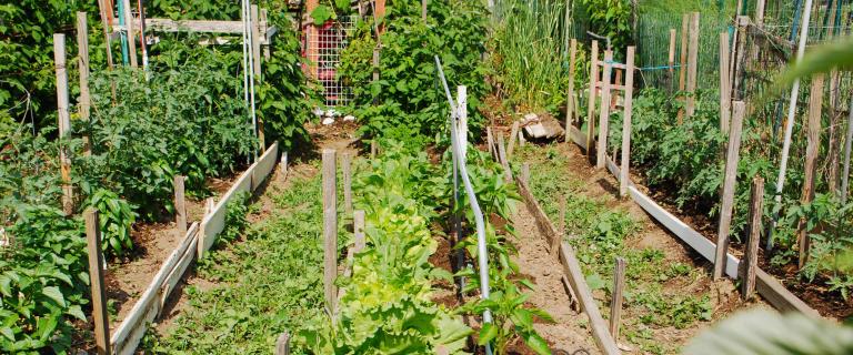 A sunlit garden plot featuring raised rows framed by wooden borders. Leafy green lettuce and pepper plants grow down the middle bed, flanked by tall tomato plants tied to wooden stakes on both sides.