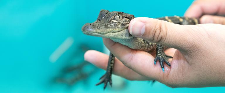 Close-up of a baby alligator held in a researcher’s hands, with turquoise markings on its claws.