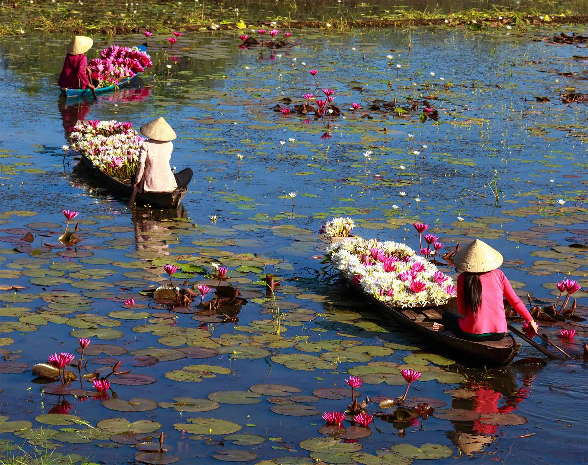 Three people in small boats gather water lilies on a pond filled with pink blossoms, in Hanoi, Vietnam.