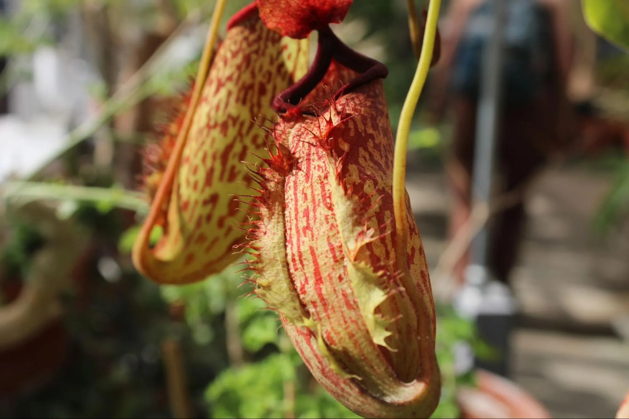 Tropical Pitcher Plant