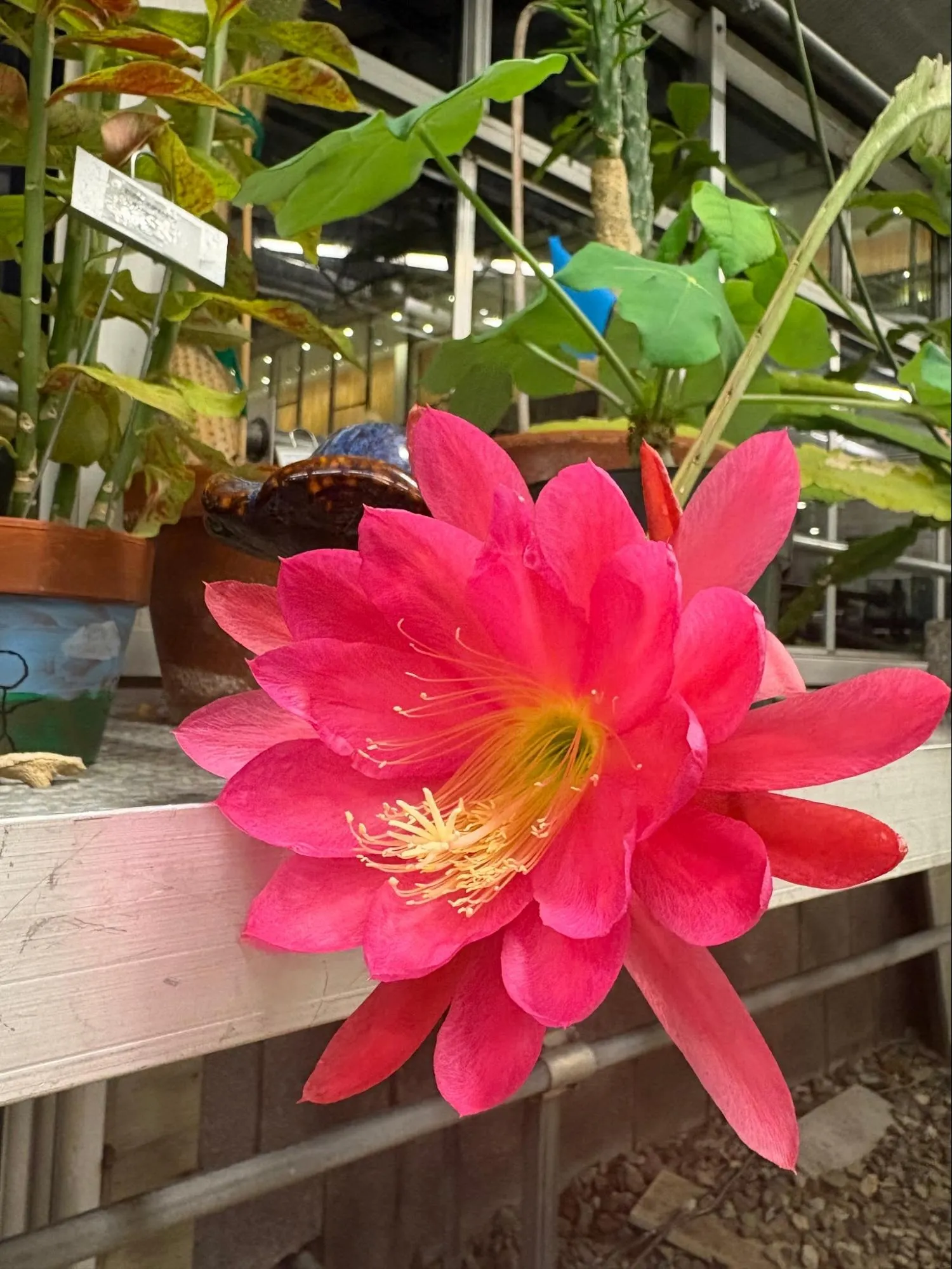 Queen of the night cactus.