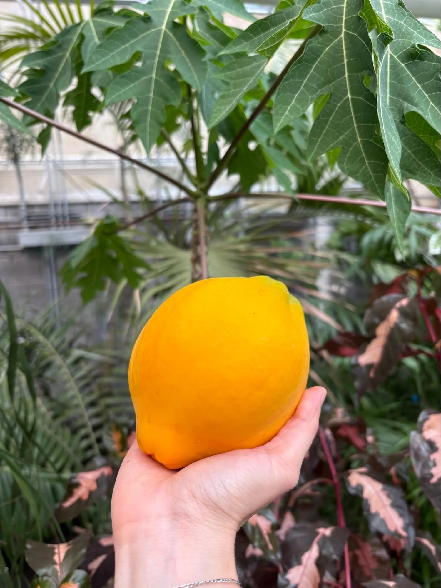 Dwarf Papaya.