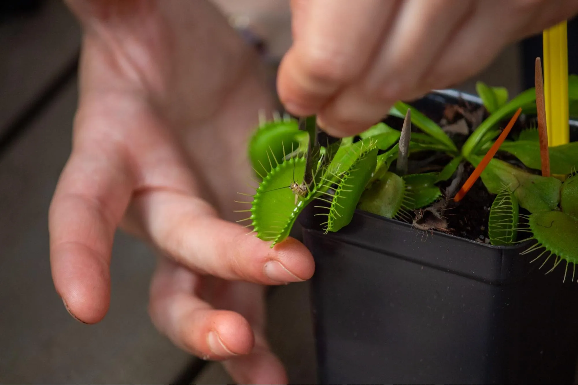 Venus Flytrap.