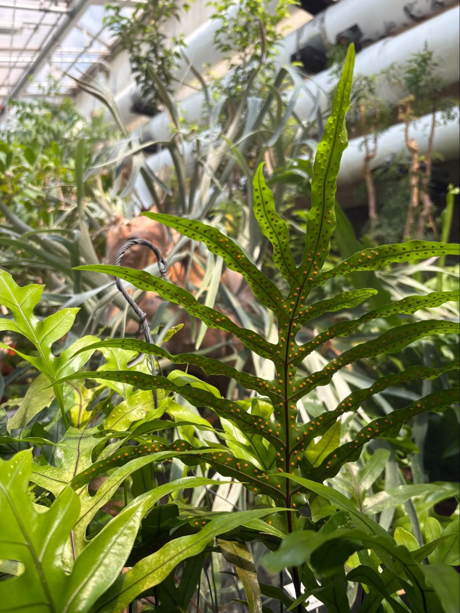 Kangaroo Fern.