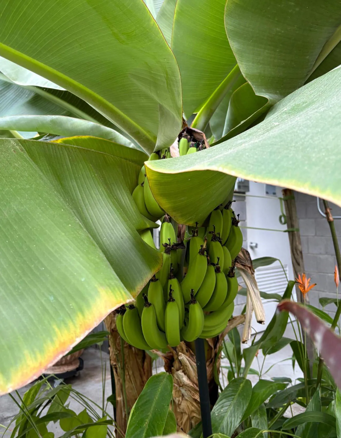Musa Acuminata - Banana.