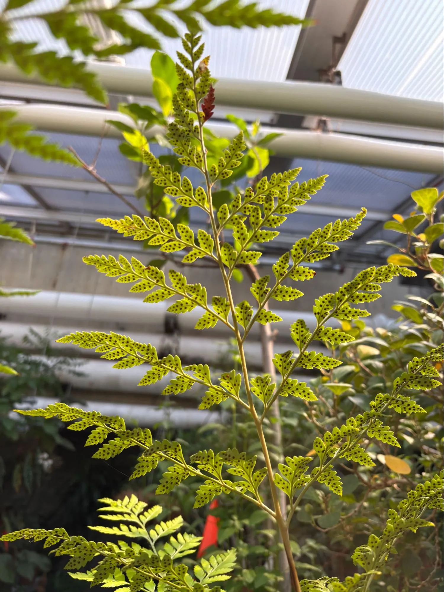 Leatherleaf Fern.