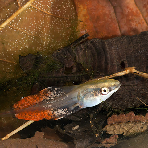 Tadpole with a large, colorful tail