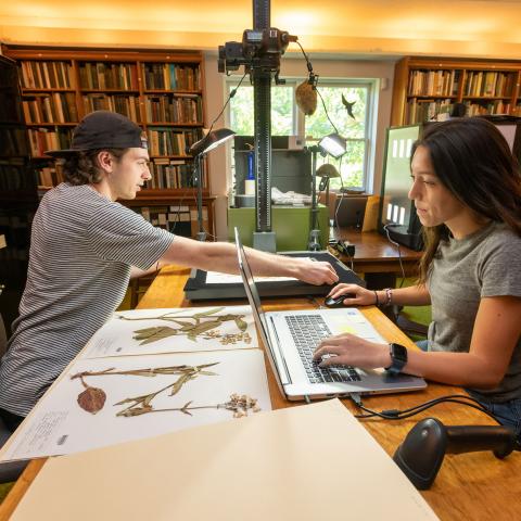 Garrett Goodrich ’22 (left) and Alison Carranza ’23 prepare plant specimens catalogued by naturalists at Mohonk Mountain Preserve for digitization, enabling scientists anywhere in the world to study them.
