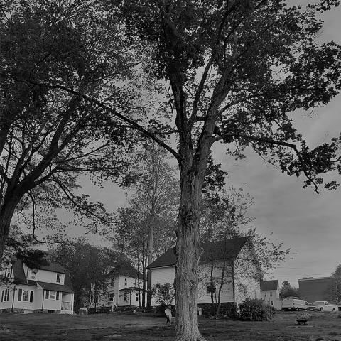 detail of black-and-white photo of trees and low buildings
