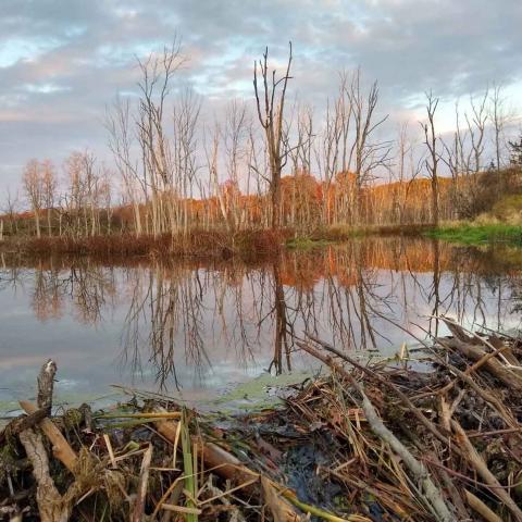 View of a pond and beaver dam on the Vassar Ecological Preserve