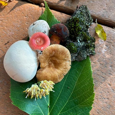 A collection of fungi, moss, and plants arranged on a tabletop.