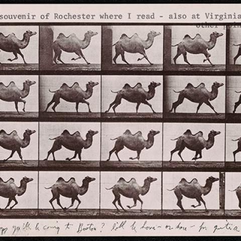 A grid made up of 20 squares that all contain the same image of a camel galloping.