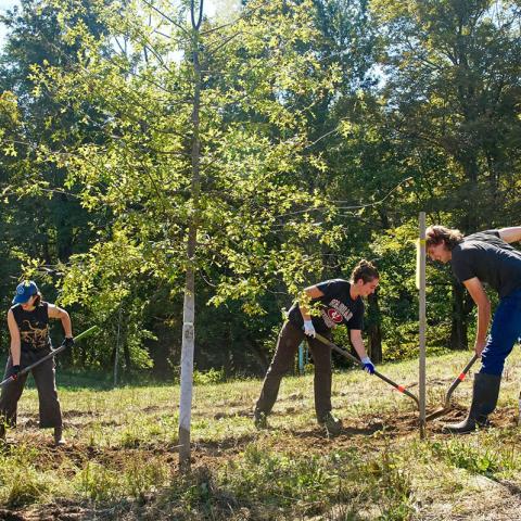 People working with shovels in the ground around newly planted trees out in a field with the woods as a backdrop.