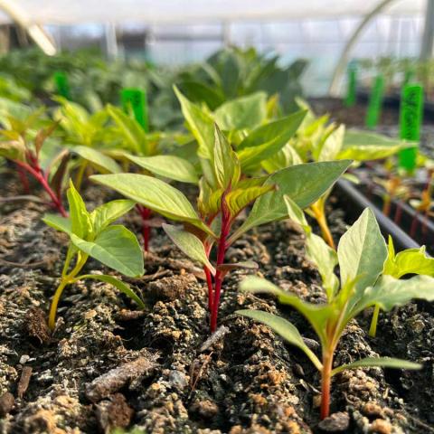 Young Celosia Flowers with red and yellow stems and green leaves.