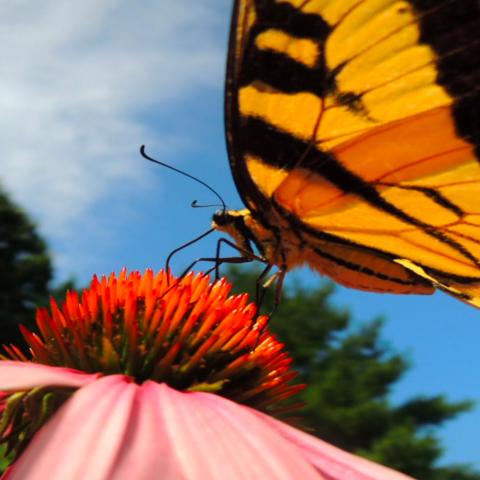 Closeup of a yellow and black butterfly sitting on the bulb of a red flower with the sky in the background.