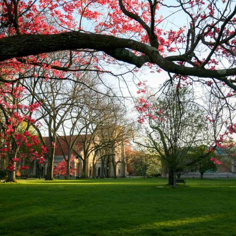 Vassar campus in spring with a green lawn and a large tree bough with blossoms framing the top of the image.