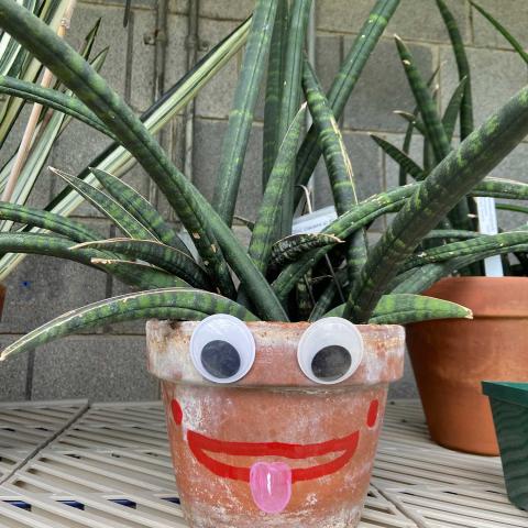 A plant pot with green leaves, google eyes, and a painted smile.