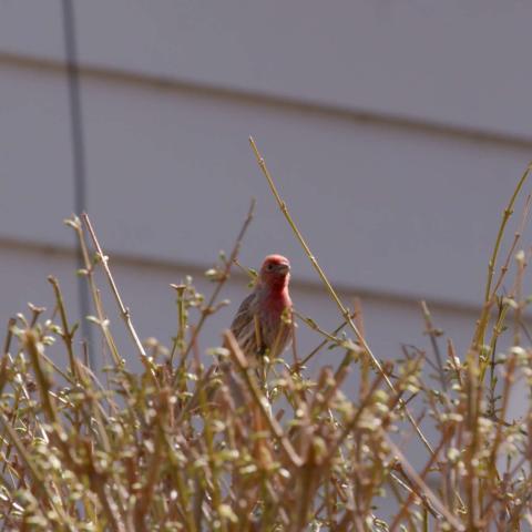 A photograph of a small reddish bird perched in a bush.