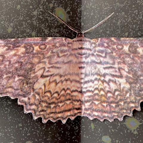 A moth with wide, scalloped wings rests on a dark, speckled surface. The wings feature a complex pattern of brown, tan, and grey wavy lines and zigzags. The lighting is split down the center, with the left side darker than the right.