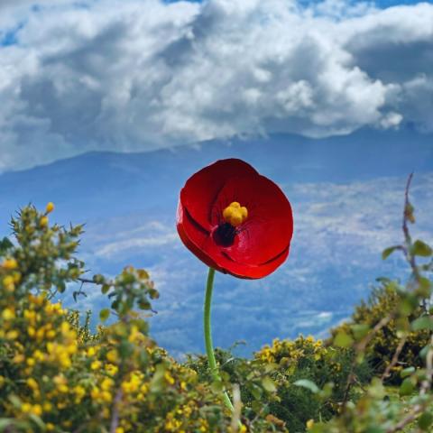 A single red flower appears within a meadow with a mountain and cloudy sky in the blurry distance.