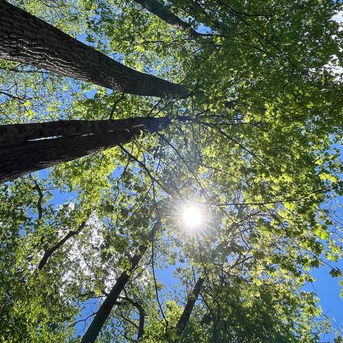 A canopy of tall, leafy trees with the sun shining through.
