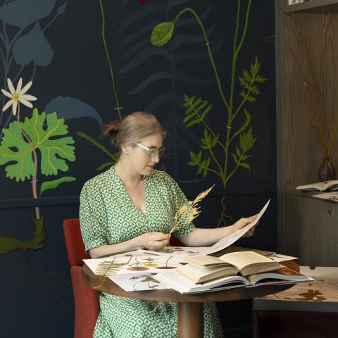 A person sits at a desk looking at dried plant specimens in front of a mural of oversized plant specimens.