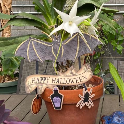 Potted plants, miniature pumpkins, and a bat decoration surround a “Happy Halloween” sign on a greenhouse table.