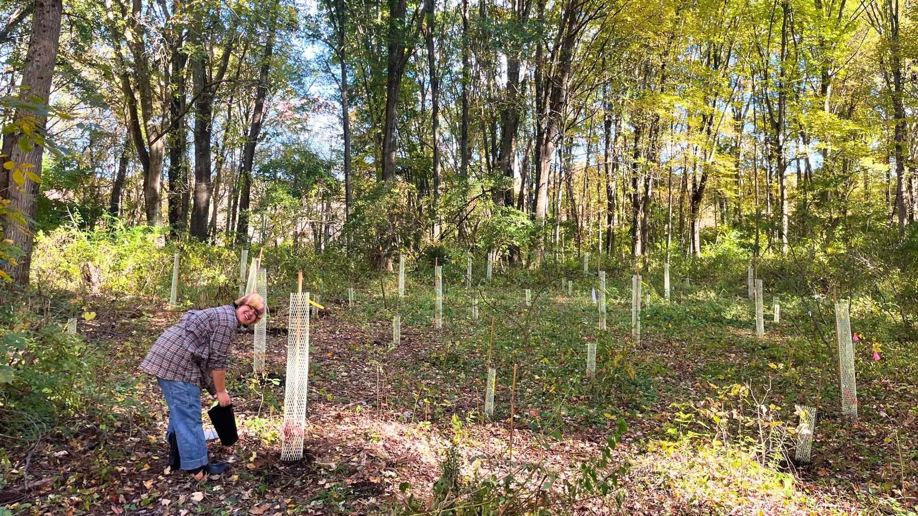Vassar Alt Text Generator Custom Gem Vassar Alt Text Generator said A person in a plaid shirt and jeans bends over to work in a wooded area. Numerous young trees, protected by white mesh tall-tree guards and wooden stakes, are planted in a clearing surrounded by a dense forest with autumn foliage.